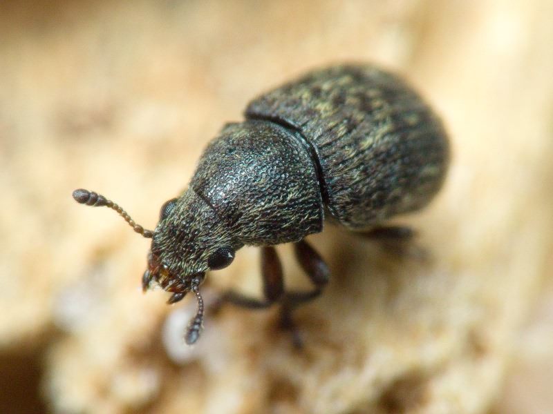 Anthribus nebulosus Förster, 1771